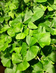 green shamrock leaves background