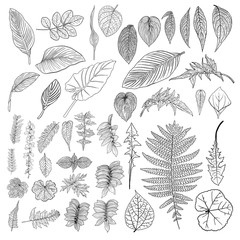 Tropical domestic leaves collection. Isolated fern elements on white background set. Jungle forest home exotic leaf, twig, and branches foliage, natural real live leaves, herbs drawing. Vector.