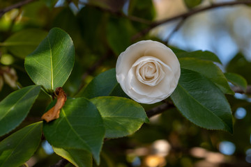 Flowers of white camellia japonica Alba plena