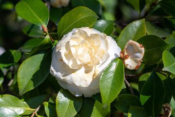 FLowers of camellia japonica Fimbriatta