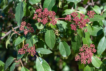 Spring buds of viburnum tinus compactum