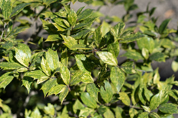 Fototapeta na wymiar Green leaves of Osmanthus heterophyllus Tricolor