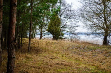 pine alley in the forest