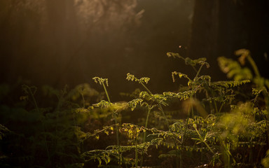 Ferns with special sunlight.