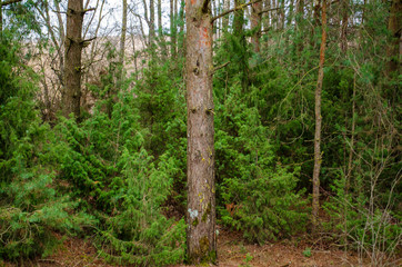 pine alley in the forest