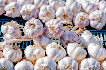 Natural garlic on the market on a sunny day