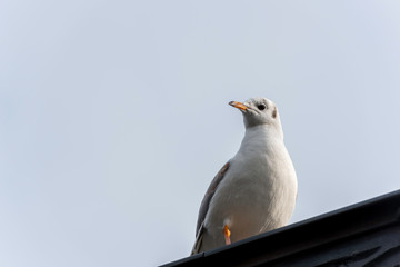 Single seagull on fence close-up