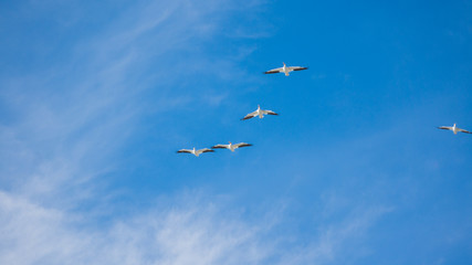 Fototapeta premium Flock white birds in the sky
