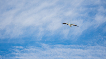 Naklejka premium White bird on the sky