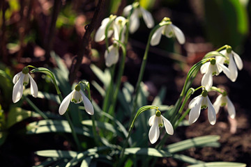 White snowdrops in spring garden