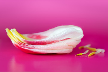 Petals of tulips with stamens on a pink background