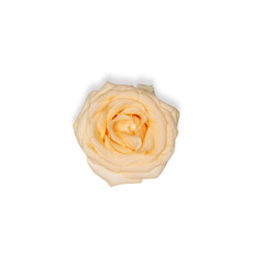 Peach rose isolated on white background