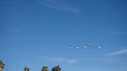 birds in flight