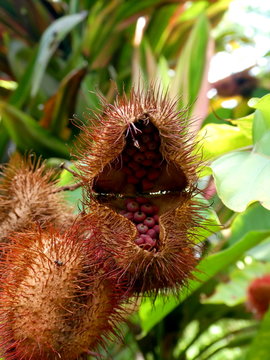 Plant looks like an open mouth, Barbados, Caribbean