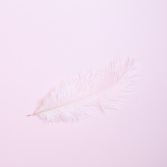 Pink feather on pink background