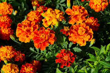 Orange marigolds on the flowerbed. Gardens and flowers