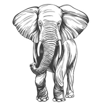 elephant hand drawn vector illustration realistic sketch