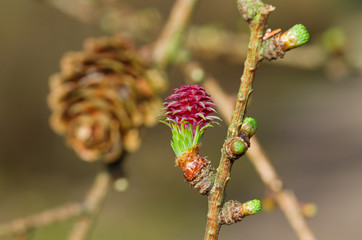 Obraz premium Red immature female cone of European larch in spring