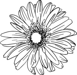hand drawn flower gerberas in the Doodle style