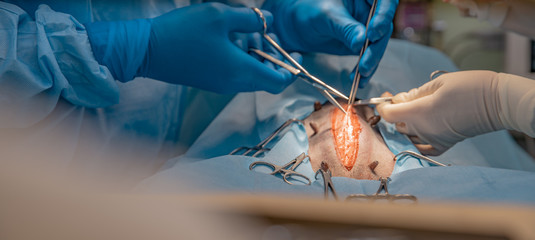 surgery on the abdomen of the animal in the operating room at veterinary clinic