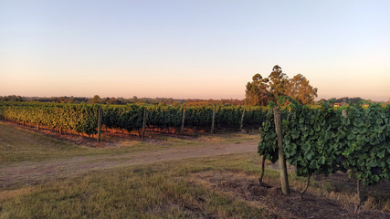 Vineyards at sunset in Uruguay