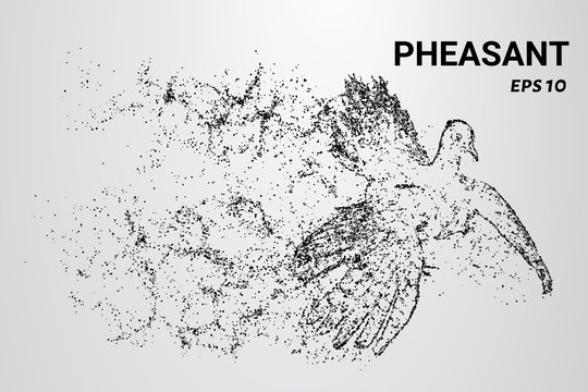Pheasant of the particles. The pheasant consists of circles and dots. The pheasant splits into molecules.