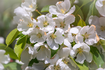 White blossoming apple trees. White apple tree flowers