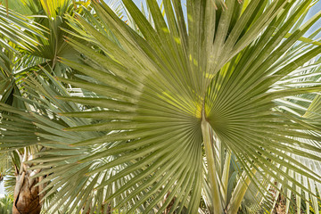 Fototapeta na wymiar Tropical palm leaves Green leaves of Sabal trees 