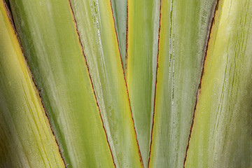 Interwoven palm leaves Conjunction in the heart of a palm tree