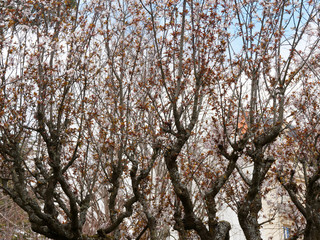 Prunus cerasifera | Mehrstämmige Krone von Kirschpflaume im Frühling blühen