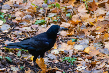 Rook in the autumn forest