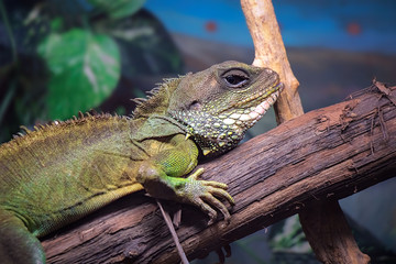 Beautiful and bright green lizard sits on a log