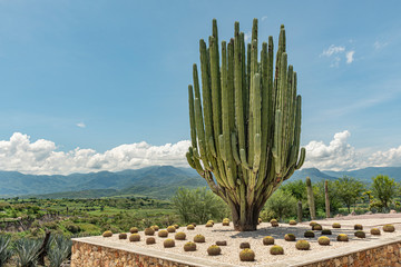 Massive Saguaro Cactus  Green giant cactus in a desert