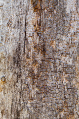 Old Weathered Cracked Brownish Wood Texture