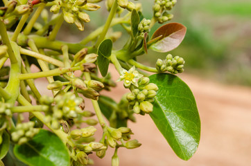 Avocado Pear Blossoms