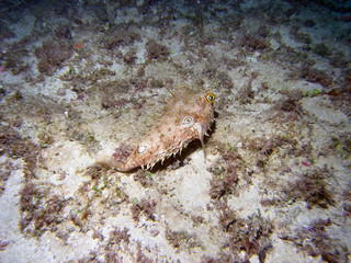A Web Burrfish (Chilomycterus antillarum)
