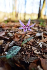 spring plant