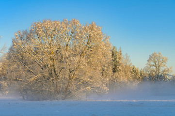 Winter sunrise over snow covered field with a layer of fog and a lonely tree.