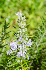 Blooming Rosemary Stem In Garden