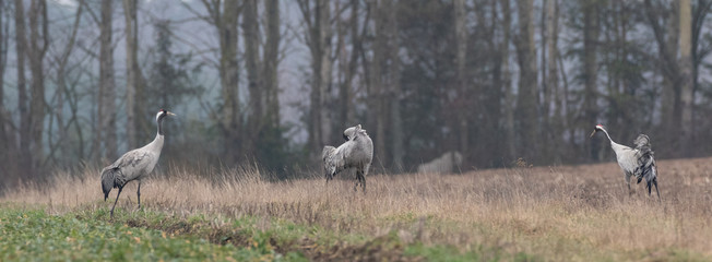 Obraz na płótnie Canvas Common Crane (Grus grus) in field