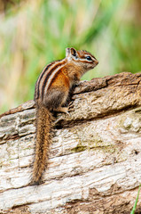  Least Chipmunk Neotamias minimus