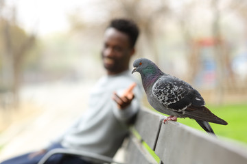 Happy black man trying to reach a pigeon in a park