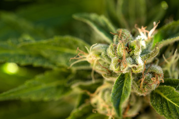 Marijuana Farm Industry - weed and commercial cannabis 