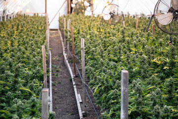 Marijuana Farm Industry - weed and commercial cannabis 