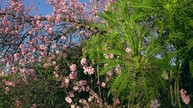 Blossoming Almond Spring tree in bloom, pink Flowers buds Sonchus Canariensis Boulos against the background Blue Sky Beautiful blooming garden Plants and Flora close-up  Steadicam shot 4K