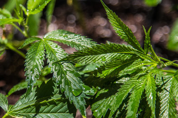 Marijuana Farm Industry - weed and commercial cannabis 