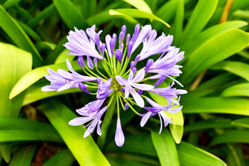 Agapanthus perennial flower of the Amaryllidaceae family, Liliaceae, is native to South Africa.
