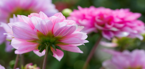 Obraz premium Pink dahlia with water drops. Flowers background.