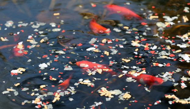Goldfische in einem Teich