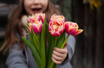 hands of a little girl holding flowers tulips.march 8, mother's day concept